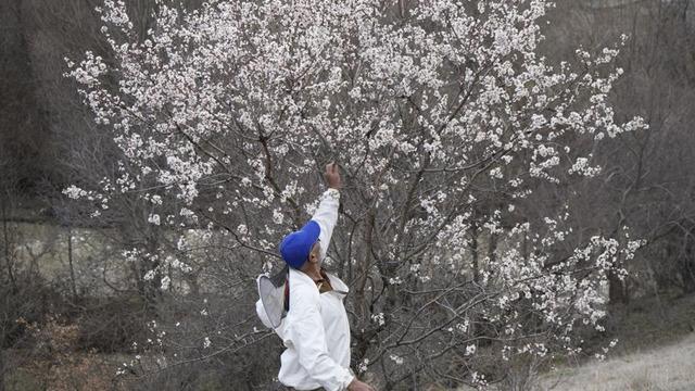 Gümüşhane’de yalancı bahara aldanan badem ağaçları çiçek açtı