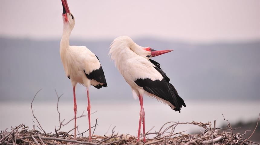 O dostluğa atıfta bulunan isim! Baharın gelişinin simgesi artık 'Yareniçka'