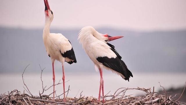 O dostluğa atıfta bulunan isim! Baharın gelişinin simgesi artık 'Yareniçka'