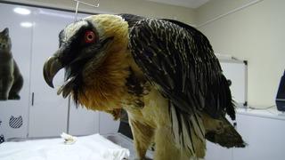 Artvin’de sakallı akbaba yaralı ve bitkin halde bulundu