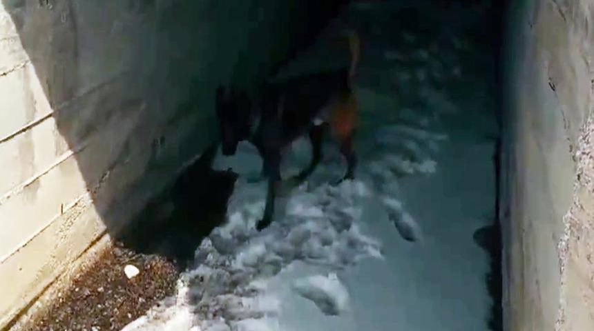 Menfeze gizlenen uyuşturucuyu 'Kayzer' buldu