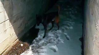 Menfeze gizlenen uyuşturucuyu 'Kayzer' buldu