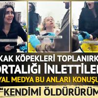Sokak köpekleri toplanırken ortalığı inlettiler
