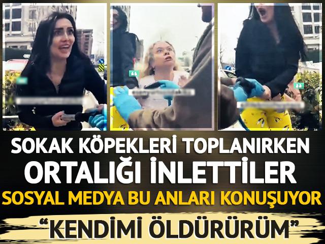 Sokak köpekleri toplanırken ortalığı inlettiler