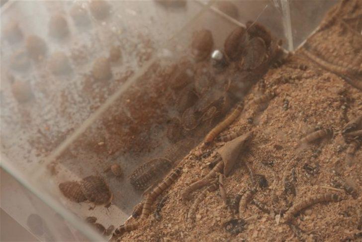 Böyle koleksiyon olur mu? G1