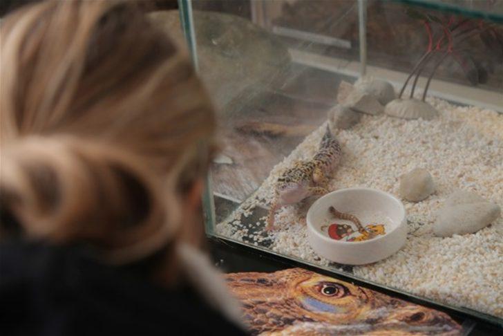 Böyle koleksiyon olur mu? G2