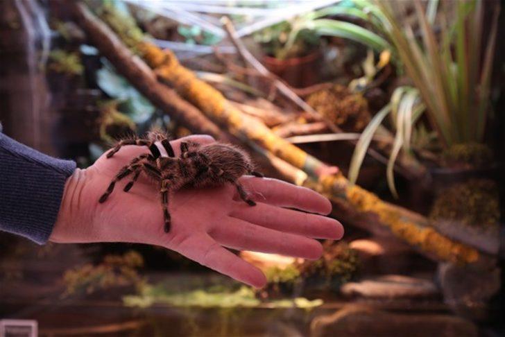 Böyle koleksiyon olur mu? G4