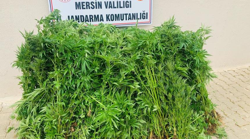 Evinin bahçesinde kenevir yetiştiren şüpheli tutuklandı