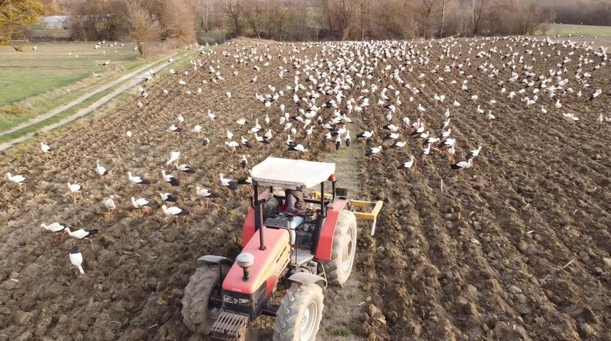 Mola veren yüzlerce leylek 5 dönümlük tarlada adım atacak yer bırakmadı