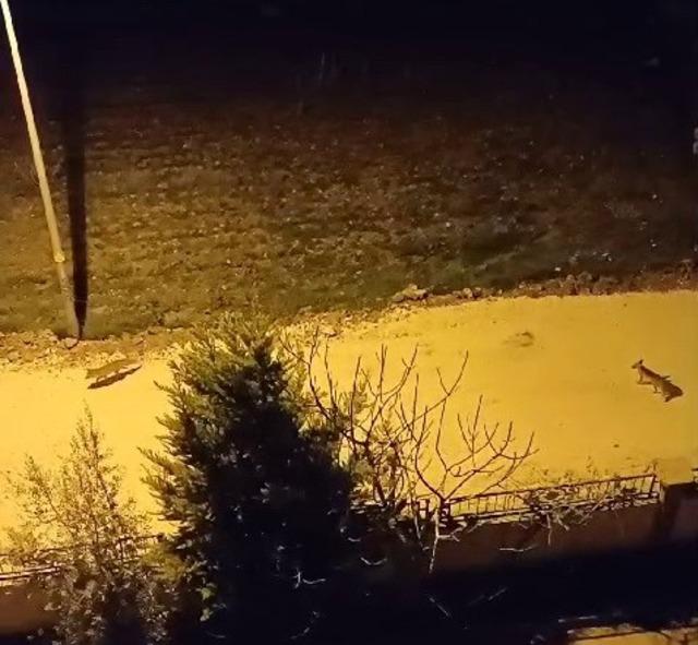 Adıyaman'da tilkiler şehir merkezine indi