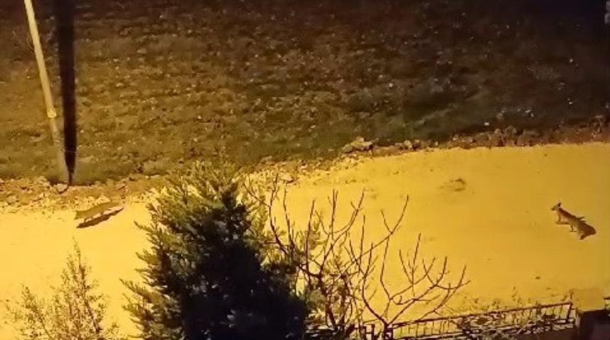 Adıyaman'da tilkiler şehir merkezine indi