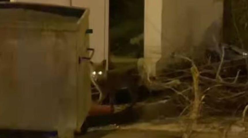 Bilecik'te aç kalan tilki şehir merkezine indi