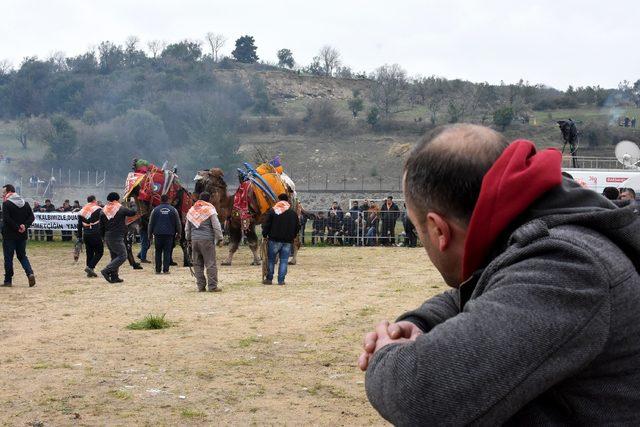 Deve güreşlerinin geliri Afrin'deki Mehmetçiğe bağışlanacak