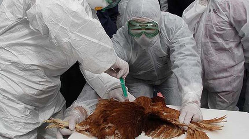 ABD'de 2017'den itibaren ilk kez kuş gribi salgını görüldü! "Yabani kuş kökenli bir virüstür"