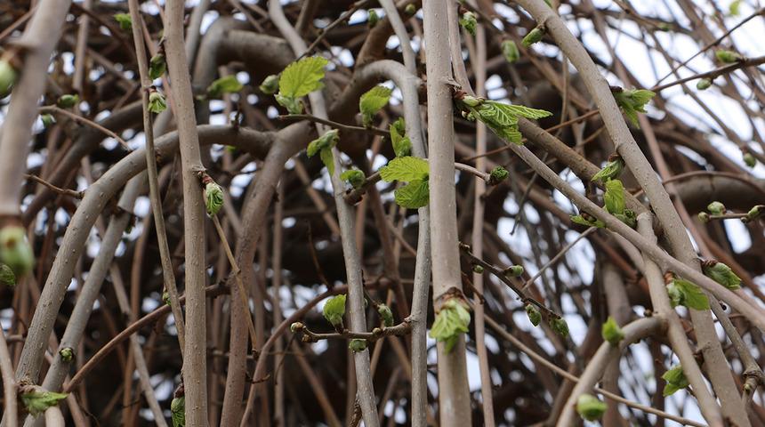 Baharın müjdecisi kendini belli etmeye başladı! 'Söğüt ağacı' yeşillendi