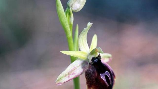 Koruma altındaki nadir bitkilerden... Bu çiçeği koparan yandı! Cezası dudak uçuklatıyor!