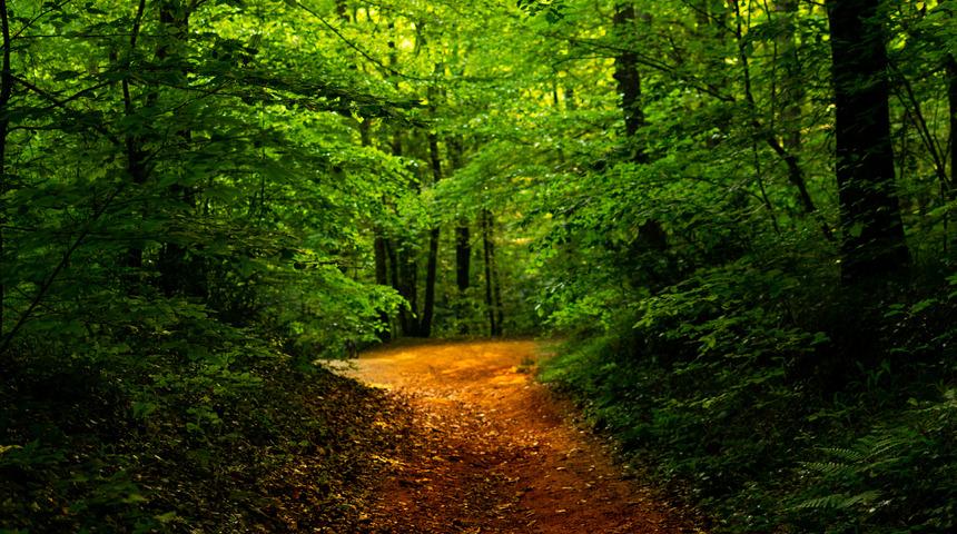 Belgrad Ormanı nerede, kaç km? Belgrad Ormanı'nın büyüklüğü ne kadar?