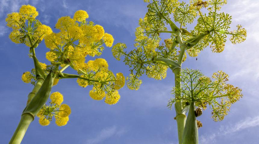 Çakşır otu nedir, çakşır otunun faydaları nelerdir? Çakşır otu ne işe yarar?