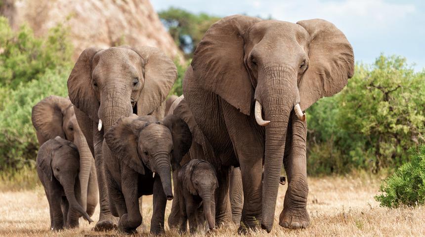 Filler neden zıplayamaz? Sebebi nedir?