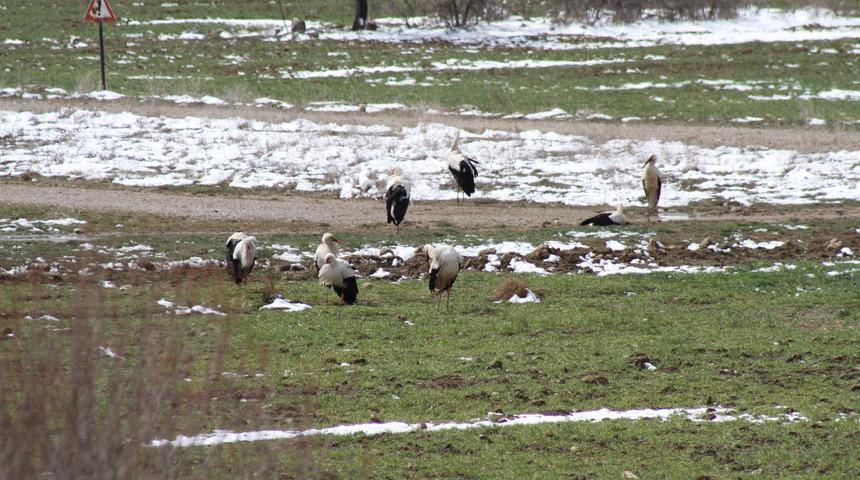 Yer: Konya! Kar yağışı ve soğuk hava nedeniyle leyleklere yiyecek bırakıldı
