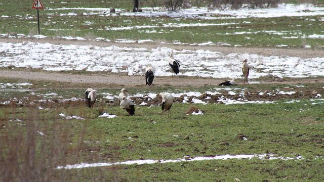 Yer: Konya! Kar yağışı ve soğuk hava nedeniyle leyleklere yiyecek bırakıldı
