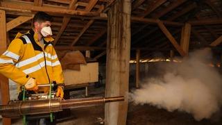 Kahverengi kokarca zararlısına karşı mücadele sürüyor! Samsun'da 8 ilçede 154 mahalle ilaçlandı