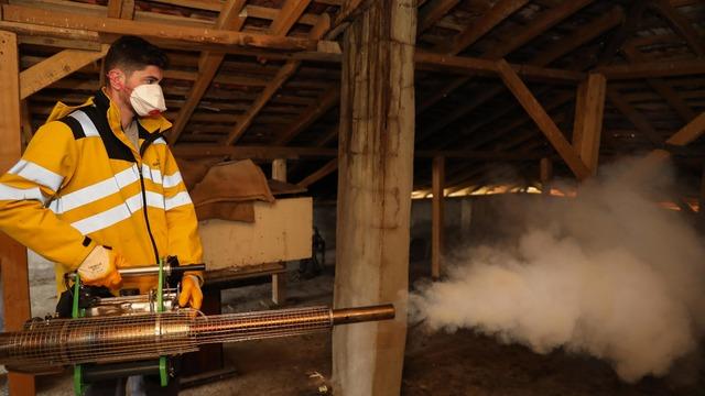 Kahverengi kokarca zararlısına karşı mücadele sürüyor! Samsun'da 8 ilçede 154 mahalle ilaçlandı