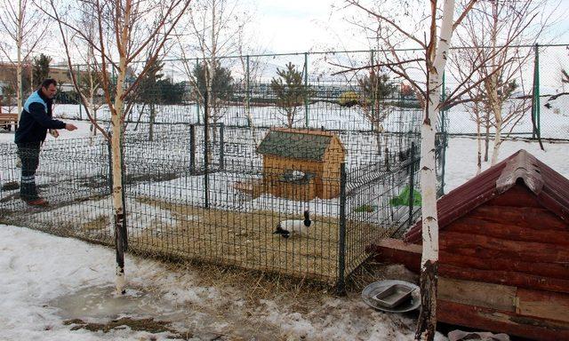 14 Şubat Sevgililer Gününde tavşan almayın