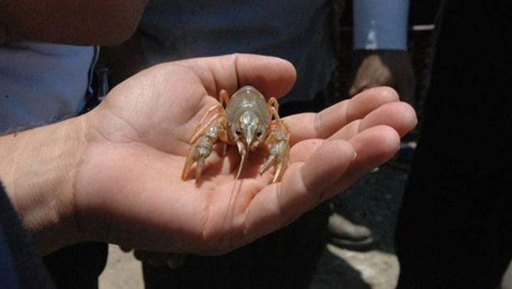 Erkeği olmadan üreyebiliyor! Bu hayvan dünyayı istila ediyor G1