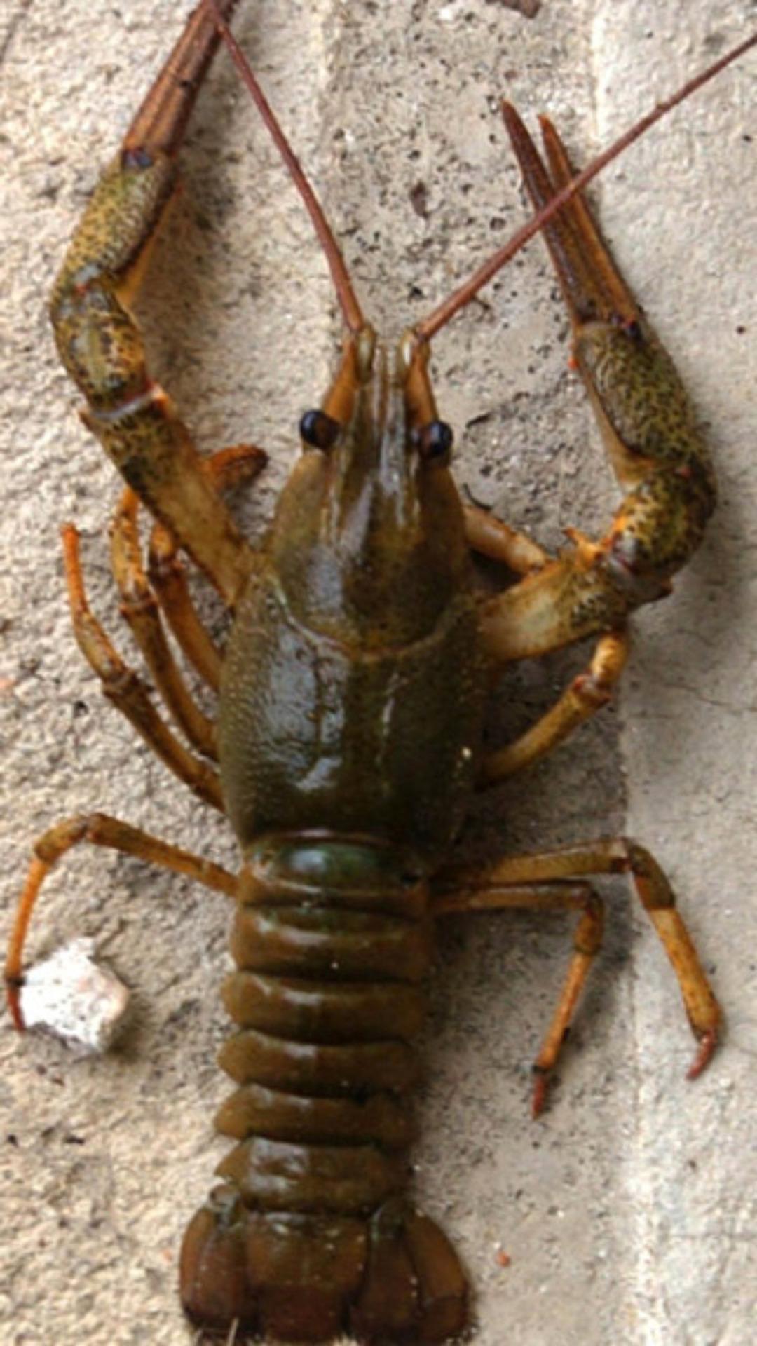 Erkeği olmadan &uuml;reyebiliyor! Bu hayvan d&uuml;nyayı istila ediyor