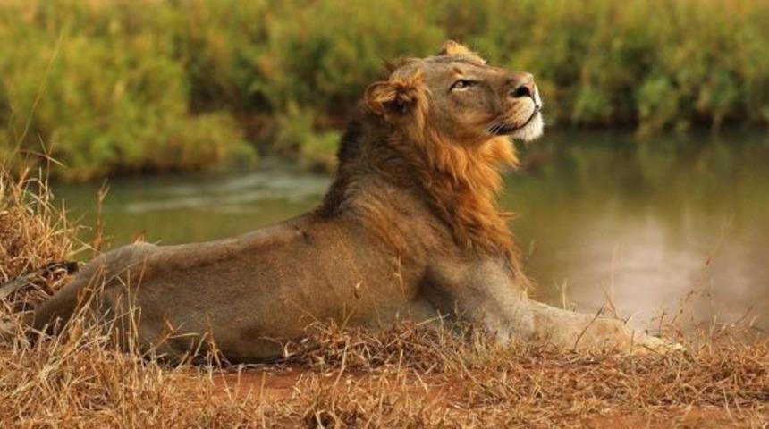 Kaçak avcıyı aslanlar yedi, geriye sadece kafası kaldı
