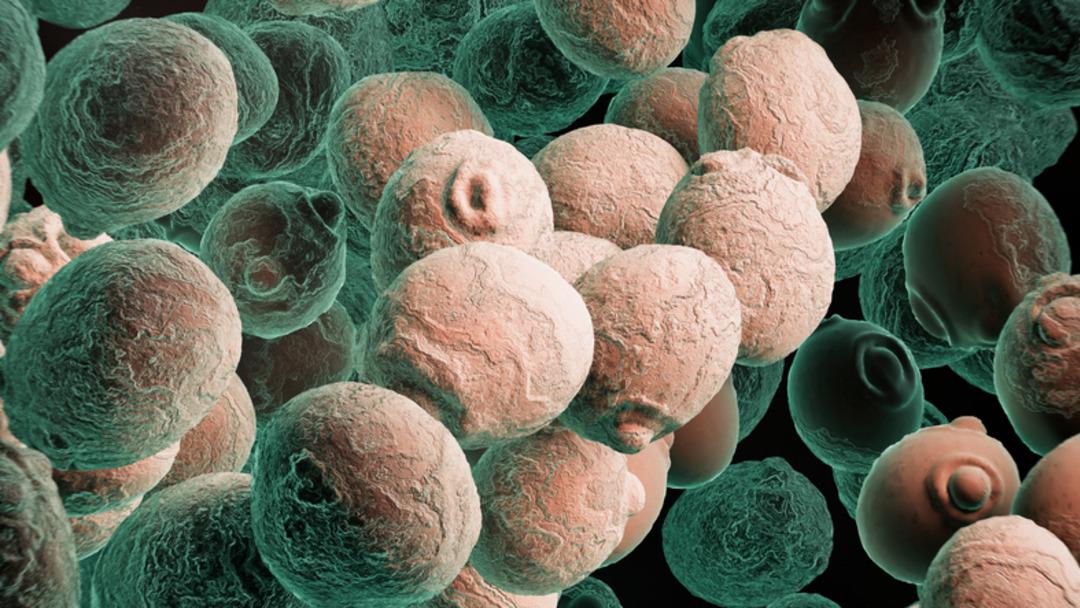 Bu hastalık kadınların gizledikleri korkulu rüyası! Bağırsak florası ve vajinada yaşar: Candida mantarı nedir?  3