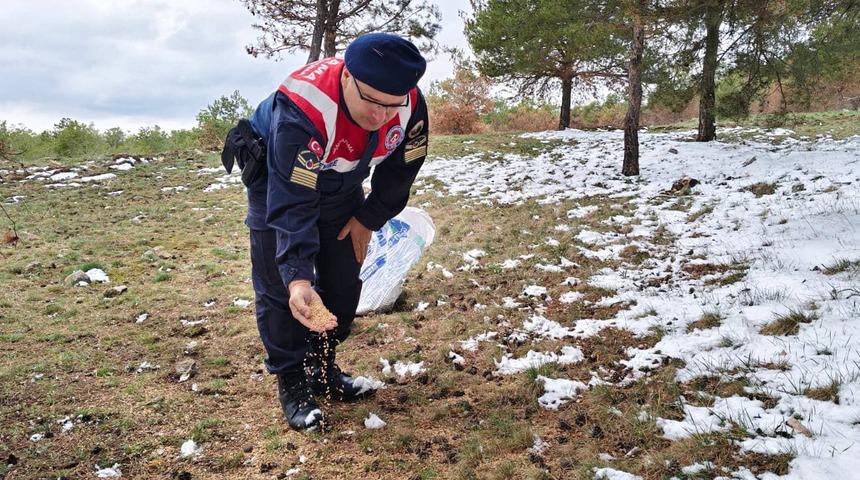 Jandarma yaban hayvanları için yem bıraktı