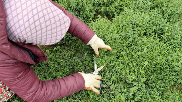 Kilosu 270 TL! Hızla satın alıyorlar... 'Türkiye’nin her yerine gönderiliyor'