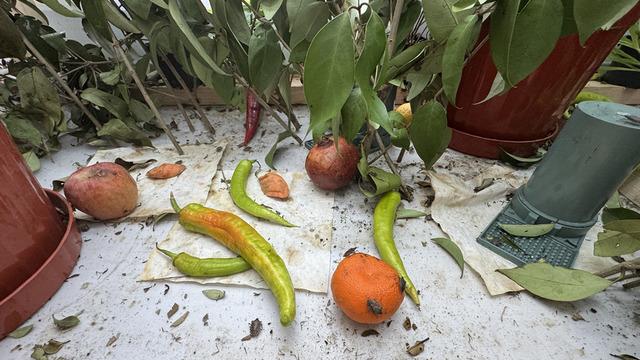 750 bin tane üretiliyor! Doğaya salınacak 'Ciddi ekonomik kayıplara yol açtı'