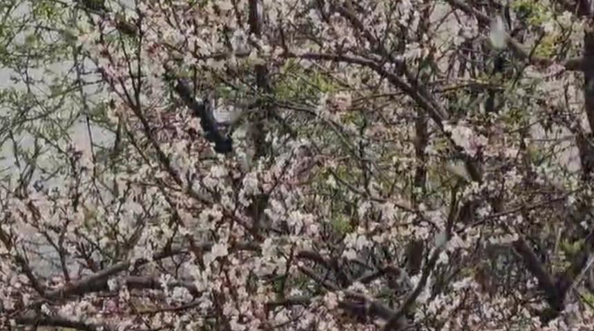 Siirt'te iki mevsim birden yaşandı! Soğuk hava yerini sıcağa bıraktı