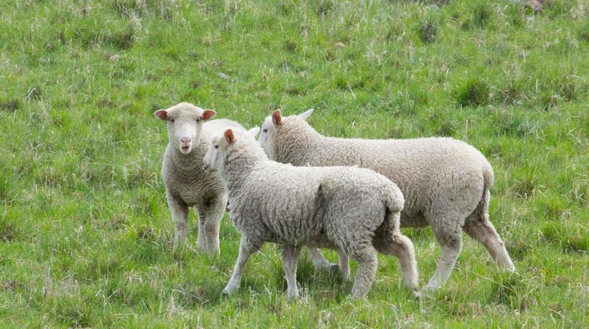 İngiltere'de ilk kez koyunda kuş gribi tespit edildi