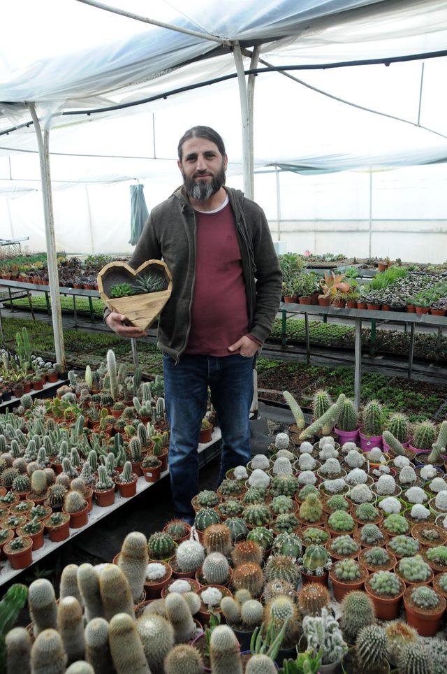 Koleksiyonerlerin g&ouml;zdesi sukulent ve kakt&uuml;se, 14 Şubat ilgisi 2