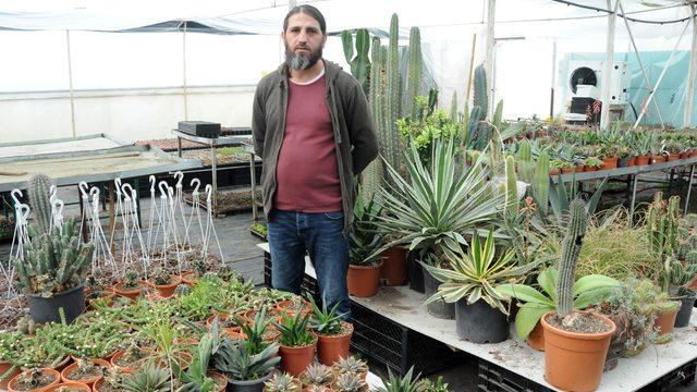 Koleksiyonerlerin gözdesi sukulent ve kaktüse, 14 Şubat ilgisi