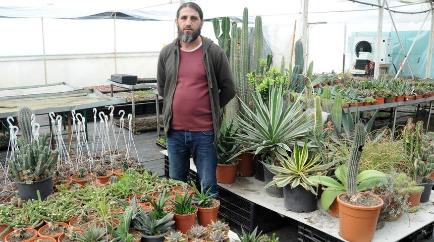 Koleksiyonerlerin g&ouml;zdesi sukulent ve kakt&uuml;se, 14 Şubat ilgisi