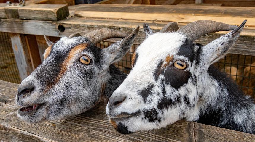 Keçilerin göz bebekleri neden dikdörtgendir? Keçilerinin göz bebeklerinin dikdörtgen olmasının sebebi nedir?