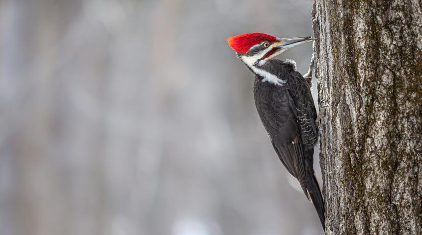 Ağaçkakanların beyni nasıl ve neden sarsılmıyor? Beyin sarsıntısından nasıl korunup zarar görmüyorlar?