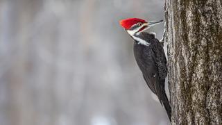 Ağaçkakanların beyni nasıl ve neden sarsılmıyor? Beyin sarsıntısından nasıl korunup zarar görmüyorlar?