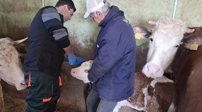 Elazığ’da aşı ve küpeleme çalışması başladı