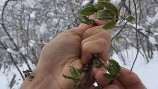 Fındık üreticilerine kritik uyarı!