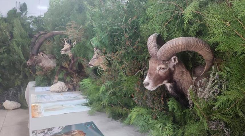 Anamur'da 'Orman Ekosistemi' temalı sergi açıldı