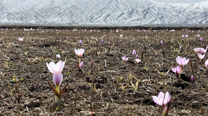 Karla kaplı dağın bitişiğinde eşsiz manzara... Yüksekova'da baharın müjdecisi kardelenler çiçek açtı