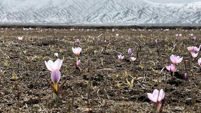 Karla kaplı dağın bitişiğinde eşsiz manzara... Yüksekova'da baharın müjdecisi kardelenler çiçek açtı