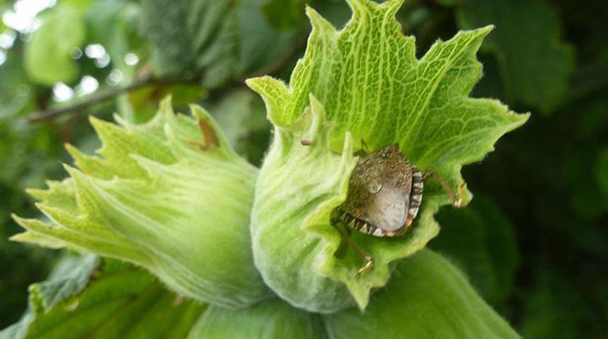 Samsun'da 'kokarca' mücadelesi! Havaların ısınmasıyla popülasyonda artış gözlemleniyor 