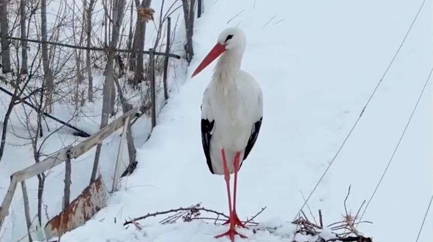 Köyü mesken bellediler... Göç etmeyip kışı burada geçirdiler! Sosyal medyada ilgi gördü